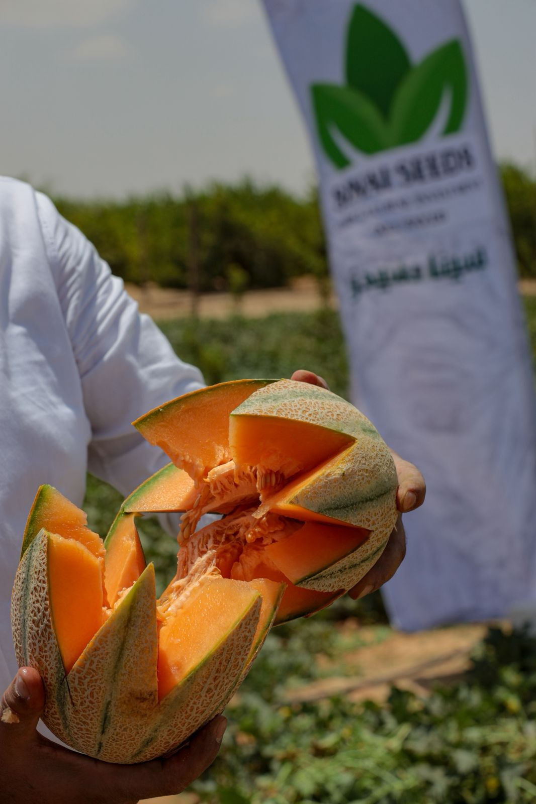Sinai Seeds